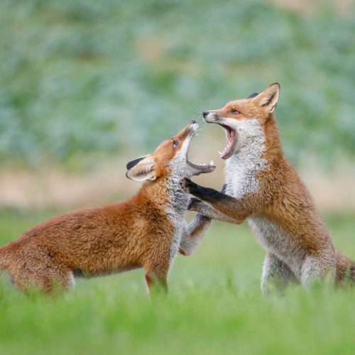 Young foxes caught having a pawsome play fight in the French countryside