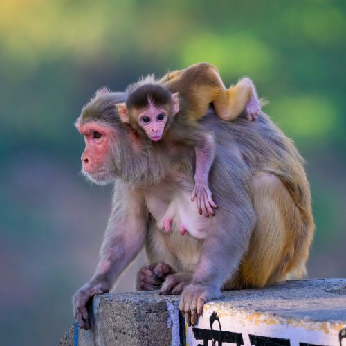 Baby monkey hitches a free ride on her mums back.