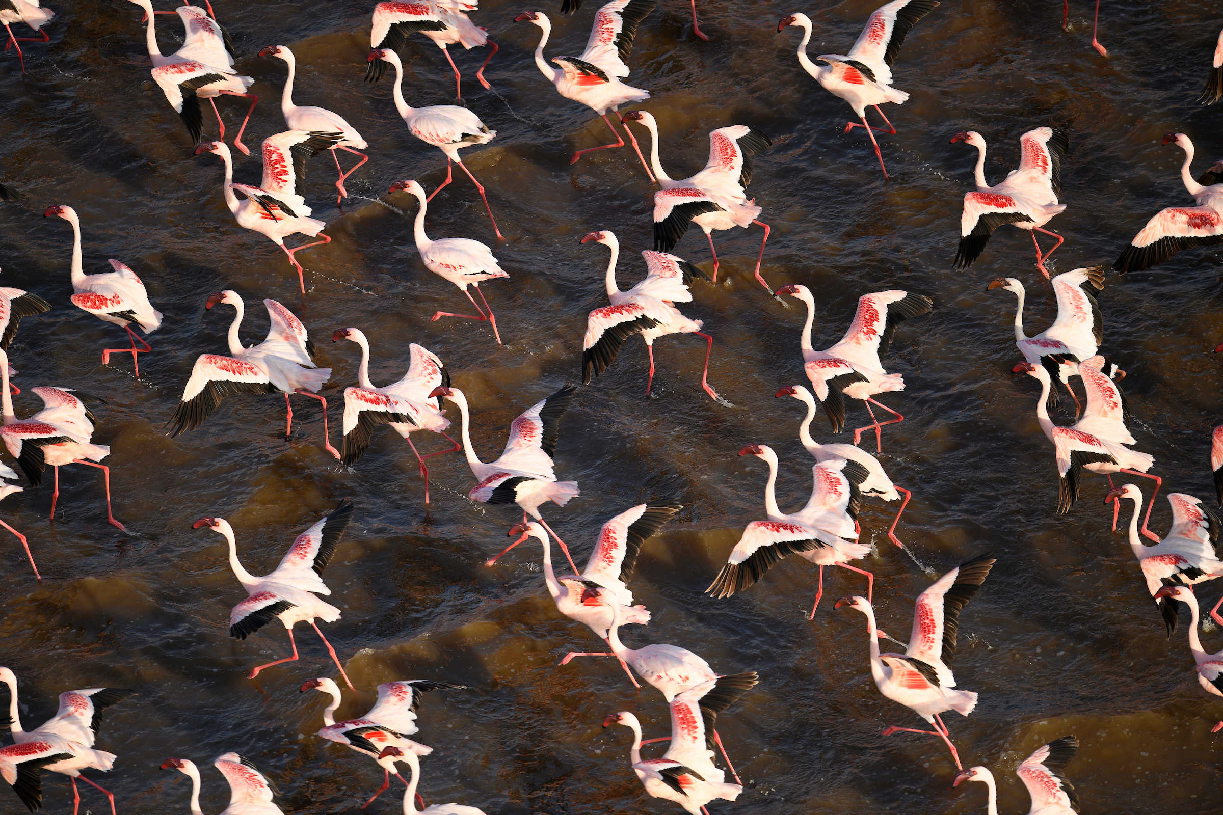 Flamingos turn Kenyan lake into living abstract painting
