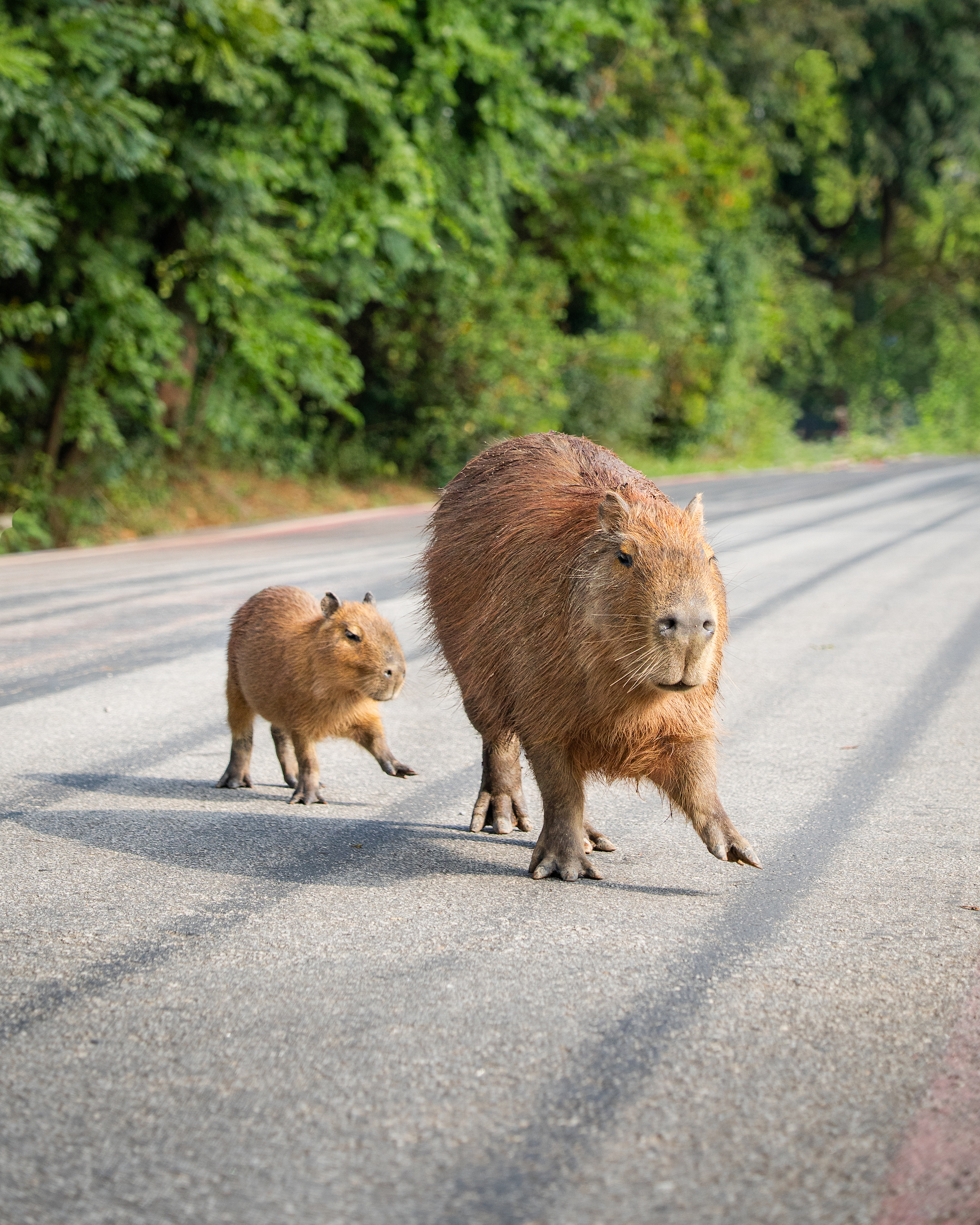 Wheely cute! Baby capybara follows mum across São Paulo bike trail