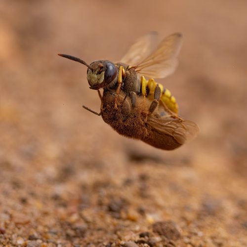 Caught in a sting operation! Bee wolf wasp hauls honey bee home