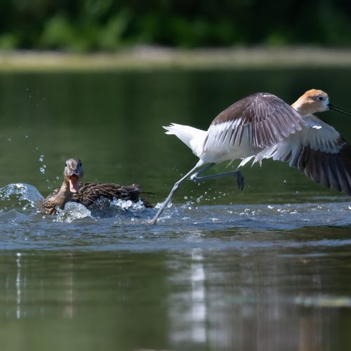 Avocet has the day from hell after being chased by egret and duck
