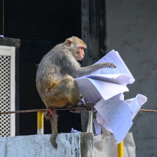 For once, this student’s excuse was true: The monkey ate my homework!