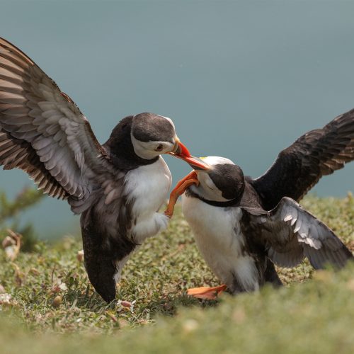 That’s beak-cause I love you! Puffin pair caught in three-minute bonding ritual