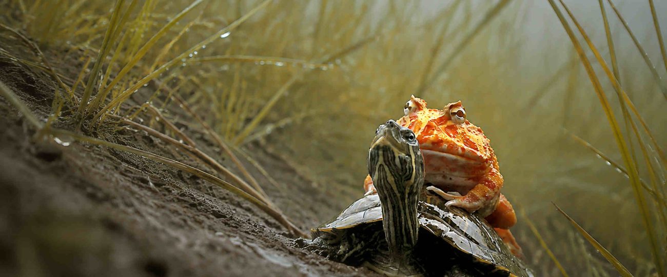 Frog hitches a ride on turtle’s back