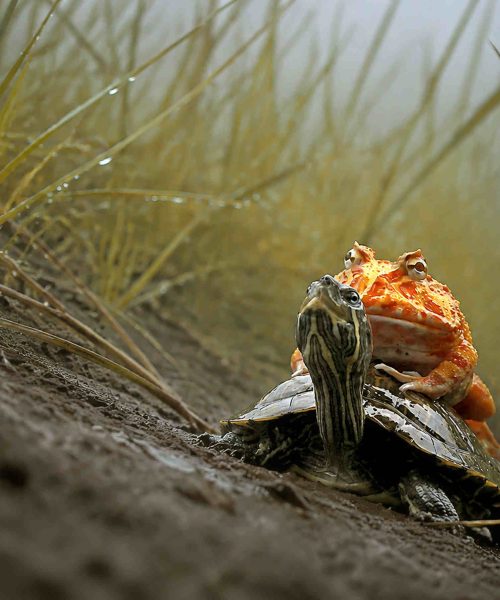 Frog hitches a ride on turtle’s back