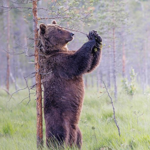 Does this tree make me look big? Giant bear appears to measure himself in the Finnish wilderness