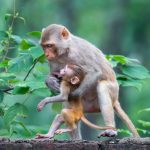 You’re grounded! Monkey mum grabs runaway youngster by the legs