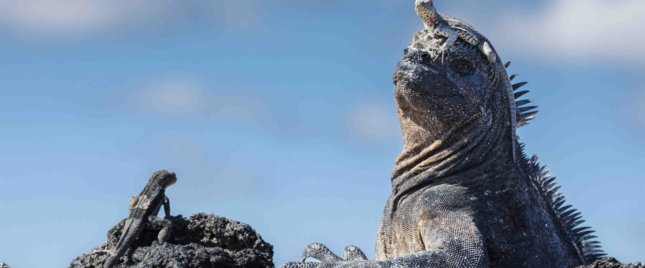You’ve got something on your head! Tiny lava lizard perches on marine iguana