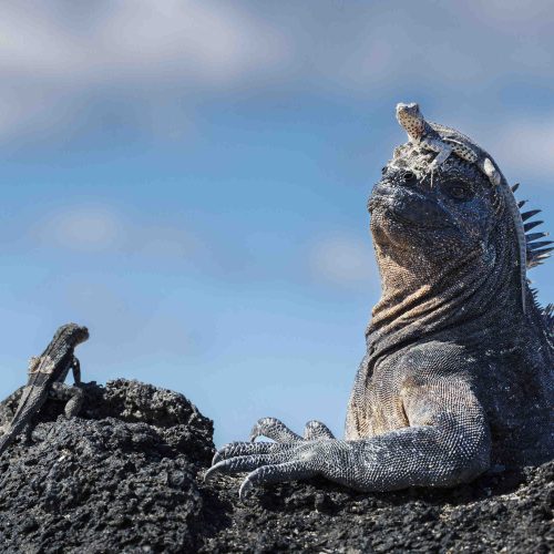 You’ve got something on your head! Tiny lava lizard perches on marine iguana