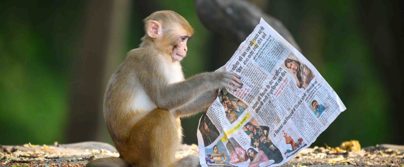 Cheeky monkey catches up on the latest gossip