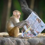 Cheeky monkey catches up on the latest gossip