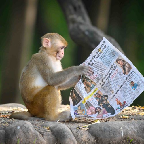 Cheeky monkey catches up on the latest gossip