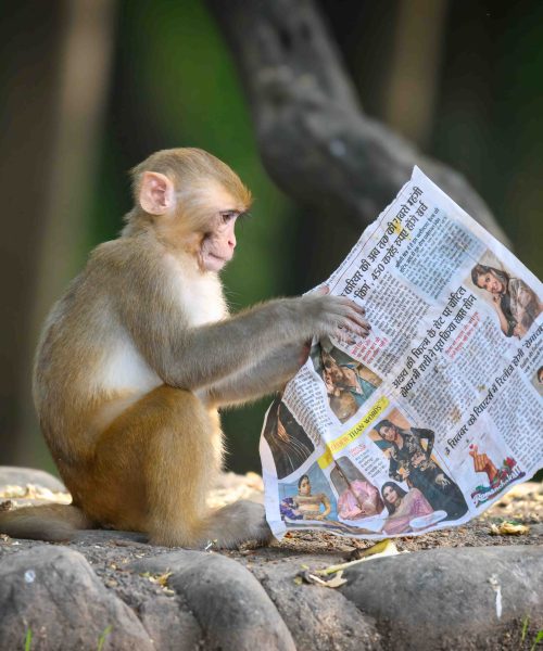 Cheeky monkey catches up on the latest gossip