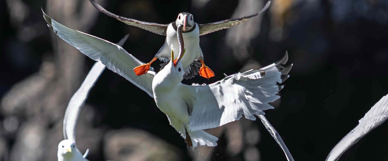 Puffin loses lunch in mid-air gull ambush