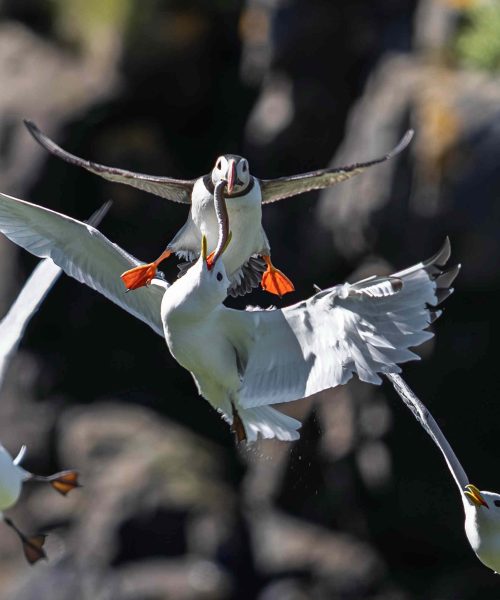 Puffin loses lunch in mid-air gull ambush