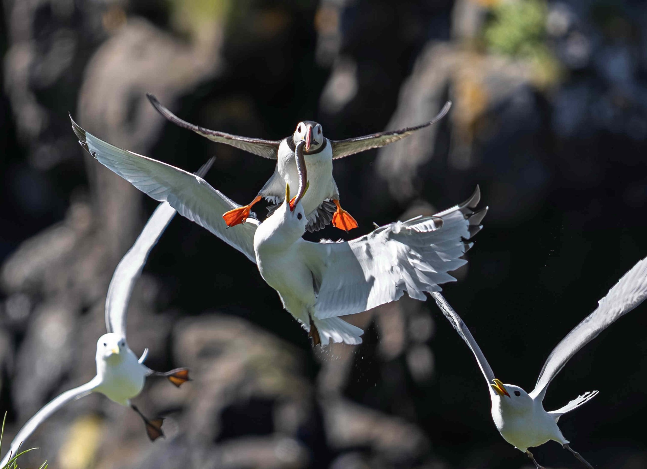 Puffin loses lunch in mid-air gull ambush