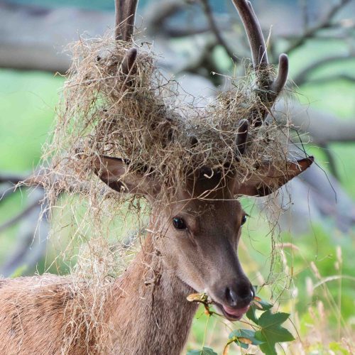 Stag rocks giant hay afro in Bushy Park, London.