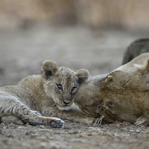 Tiny lion cubs snuggle up with mum after becoming first ever sighting of hidden family