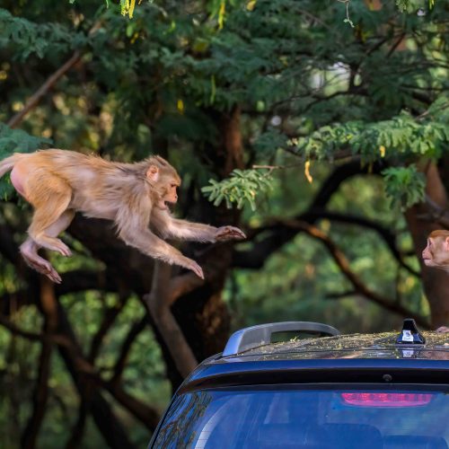 Monkey business goes full action movie as daring leap lands perfectly on parked car