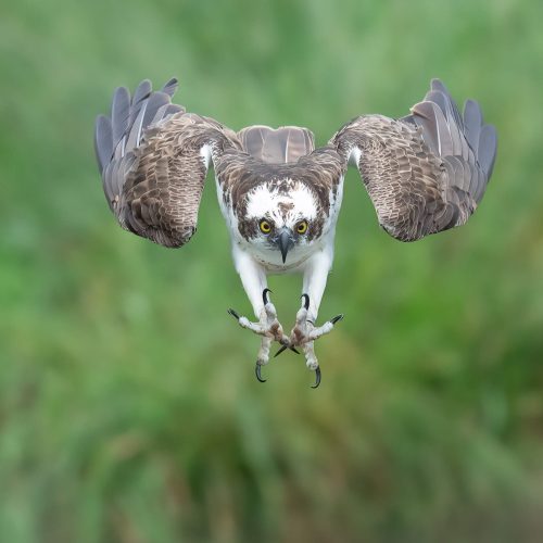 Talons out! Osprey gives photographer the flyby of a lifetime