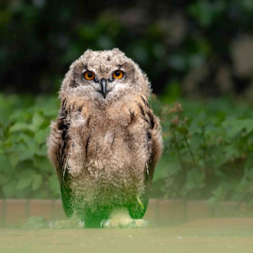 OWL TAKE A WALK! Fluffy youngster caught stretching his legs before his wings