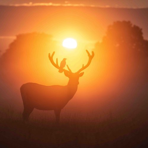 Deer me! Bird picks perfect perch at sunrise